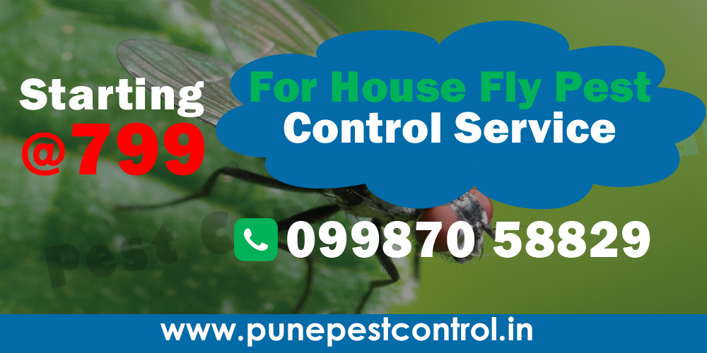 House Fly Pest Control
